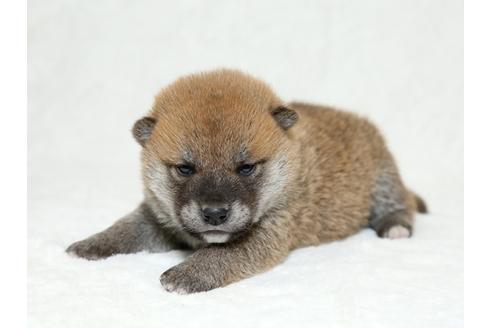 成約済の栃木県の柴犬-26288の3枚目