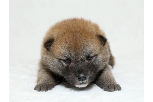 成約済の栃木県の柴犬-26289の1枚目