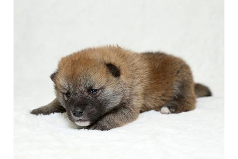 成約済の栃木県の柴犬-26289の2枚目