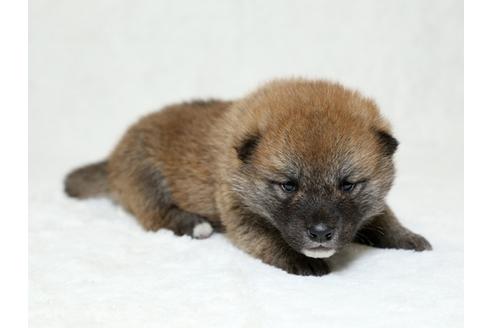 成約済の栃木県の柴犬-26289の3枚目