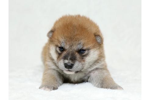 成約済の栃木県の柴犬-26290の3枚目