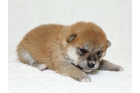 成約済の栃木県の柴犬-26290の1枚目
