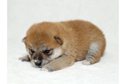 成約済の栃木県の柴犬-26290の2枚目