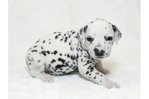 成約済の栃木県のダルメシアン-26291の2枚目