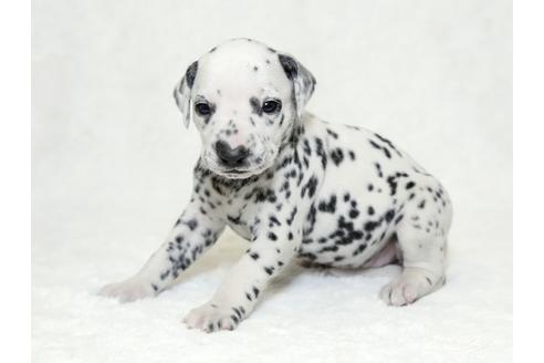 成約済の栃木県のダルメシアン-26291の3枚目