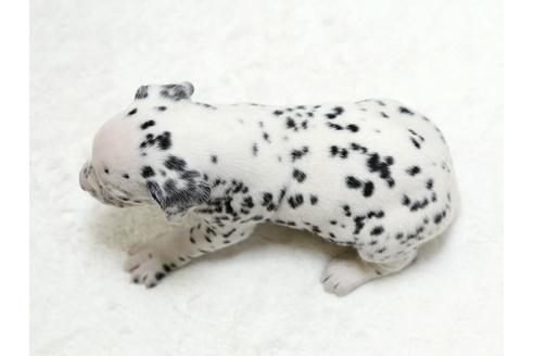 成約済の栃木県のダルメシアン-26291の4枚目