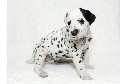 成約済の栃木県のダルメシアン-26292の3枚目