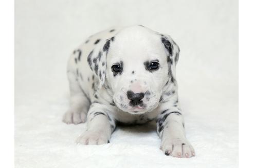 成約済の栃木県のダルメシアン-26293の1枚目