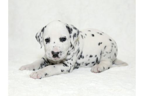 成約済の栃木県のダルメシアン-26293の2枚目