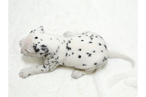 成約済の栃木県のダルメシアン-26293の4枚目