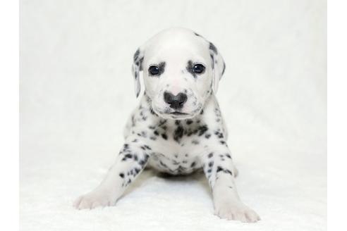 成約済の栃木県のダルメシアン-26294の1枚目