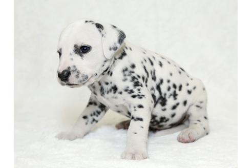 成約済の栃木県のダルメシアン-26294の2枚目