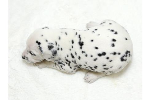 成約済の栃木県のダルメシアン-26294の4枚目