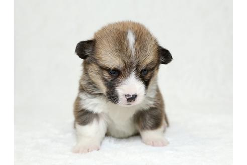 成約済の栃木県のウェルシュコーギーペンブローク-26295の4枚目