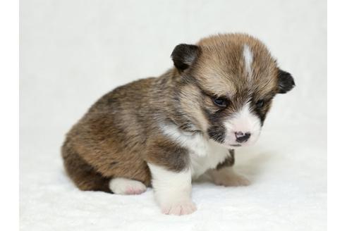 成約済の栃木県のウェルシュコーギーペンブローク-26295の1枚目