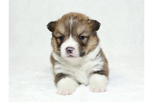 成約済の栃木県のウェルシュコーギーペンブローク-26296の3枚目