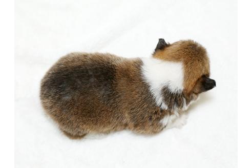 成約済の栃木県のウェルシュコーギーペンブローク-26296の2枚目