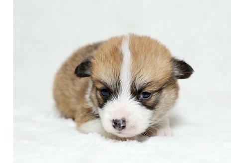 成約済の栃木県のウェルシュコーギーペンブローク-26297の2枚目