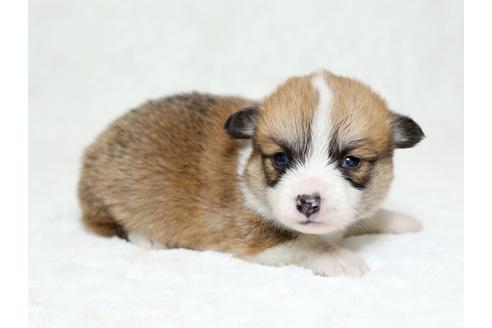 成約済の栃木県のウェルシュコーギーペンブローク-26297の4枚目