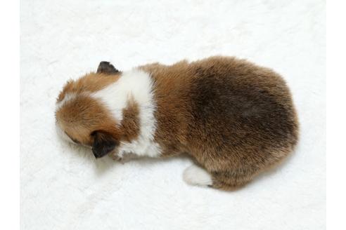 成約済の栃木県のウェルシュコーギーペンブローク-26297の1枚目