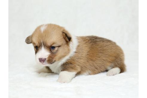 成約済の栃木県のウェルシュコーギーペンブローク-26298の3枚目