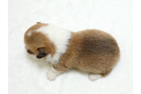 成約済の栃木県のウェルシュコーギーペンブローク-26298の4枚目