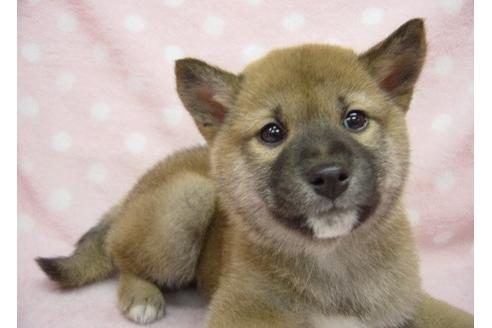 成約済の長崎県の柴犬-26331の5枚目