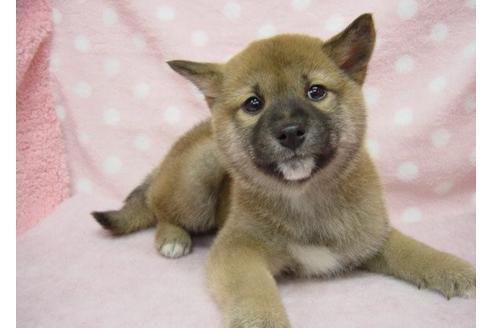 成約済の長崎県の柴犬-26331の4枚目