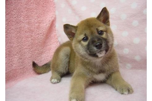 成約済の長崎県の柴犬-26331の3枚目