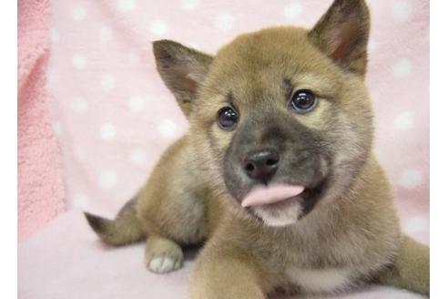 成約済の長崎県の柴犬-26331の2枚目