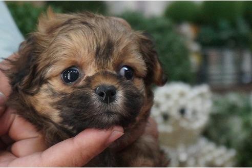 成約済の京都府のミックス犬-26332の3枚目