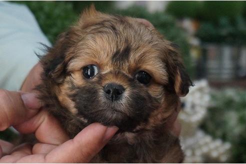 成約済の京都府のミックス犬-26332の2枚目