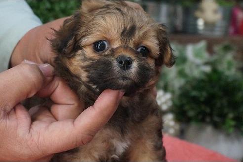 成約済の京都府のミックス犬-26332の1枚目