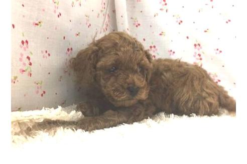 成約済の滋賀県のトイプードル-26353の2枚目