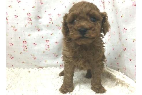 成約済の滋賀県のトイプードル-26353の1枚目