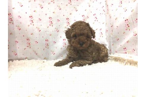 成約済の滋賀県のトイプードル-26354の2枚目