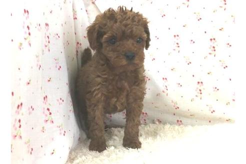 成約済の滋賀県のトイプードル-26355の1枚目