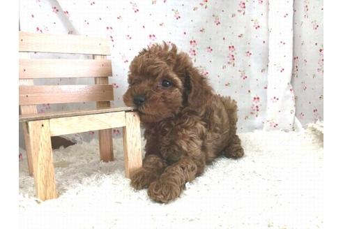 成約済の滋賀県のトイプードル-26356の1枚目