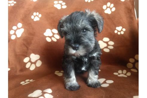 成約済の千葉県のミニチュアシュナウザー-24299の5枚目