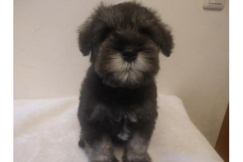 成約済の千葉県のミニチュアシュナウザー-24299の4枚目