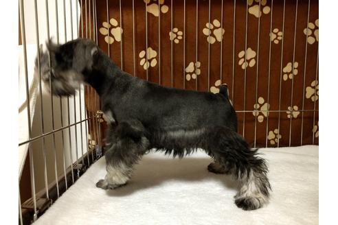 成約済の千葉県のミニチュアシュナウザー-24299の3枚目