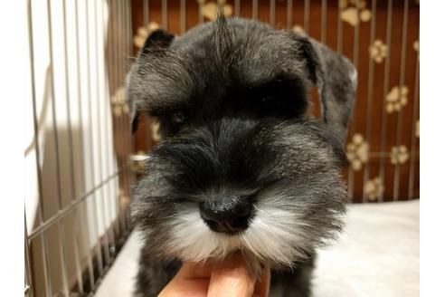 成約済の千葉県のミニチュアシュナウザー-24299