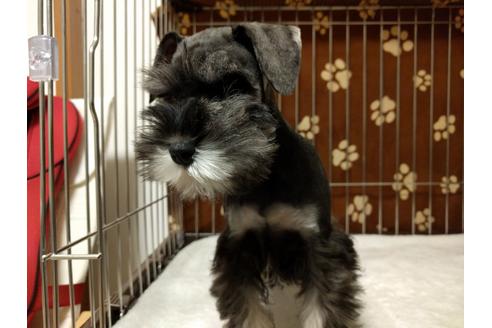 成約済の千葉県のミニチュアシュナウザー-24299の2枚目