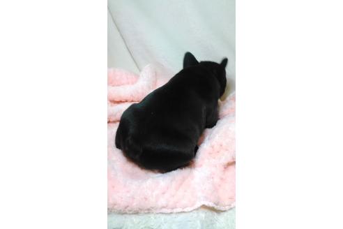 成約済の千葉県のフレンチブルドッグ-26364の3枚目