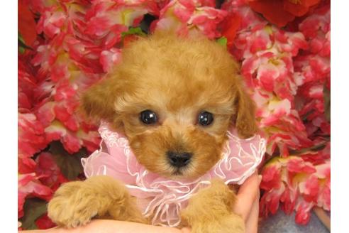 成約済の茨城県のトイプードル-26366の1枚目