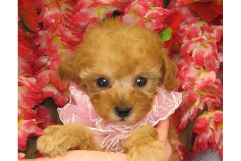 成約済の茨城県のトイプードル-26366の2枚目