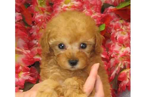 成約済の茨城県のトイプードル-26366の3枚目