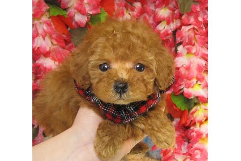 成約済の茨城県のトイプードル-26367の2枚目