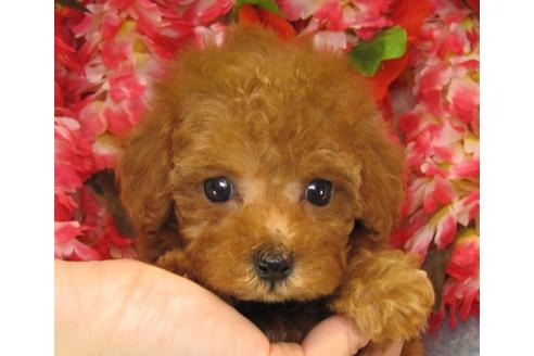 成約済の茨城県のトイプードル-26367の3枚目