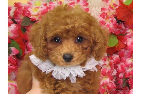 成約済の茨城県のトイプードル-26368の1枚目